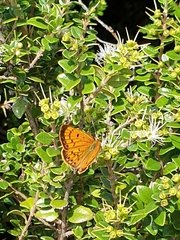 Lycaena salustius