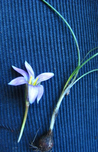 Romulea pratensis
