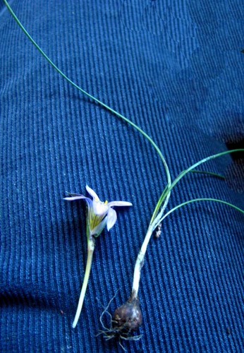 Romulea pratensis