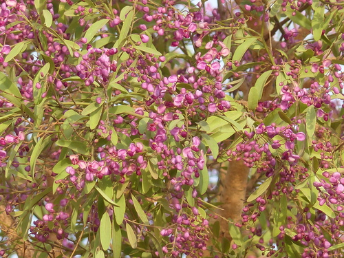 Violet tree