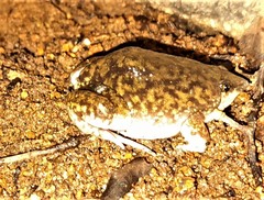 Hemisus marmoratus