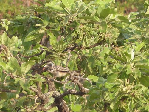 African Gray Hornbill