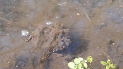 Rana latastei
