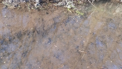 Rana latastei