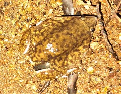 Hemisus marmoratus