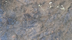 Rana latastei