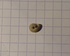 Backeljaia gigaxii