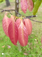 Stelechocarpus burahol