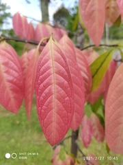 Stelechocarpus burahol
