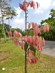 Stelechocarpus burahol