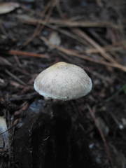 Inocybe sindonia
