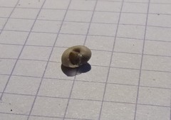 Backeljaia gigaxii