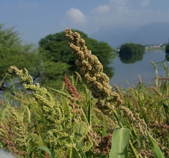 Echinochloa frumentacea