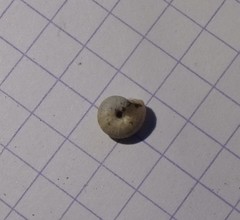 Backeljaia gigaxii
