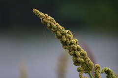 Echinochloa frumentacea