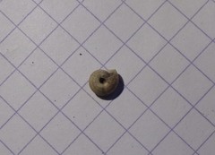 Backeljaia gigaxii