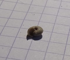 Backeljaia gigaxii