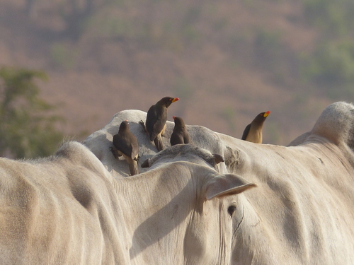 Yellow-billed Oxpecker