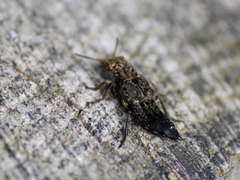 Ontholestes murinus
