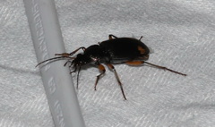 Chlaenius flaviguttatus