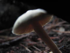 Inocybe sindonia