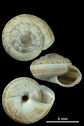 eccentric snail