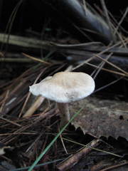 Inocybe sindonia