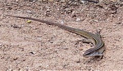 Gerrhosaurus nigrolineatus