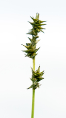 Carex sterilis