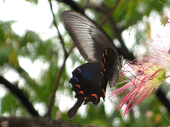 Papilio dehaanii