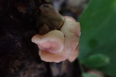 Trichoderma peltatum