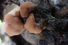 Trichoderma peltatum