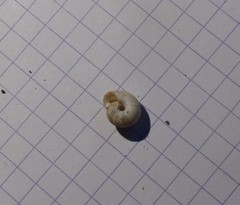Backeljaia gigaxii