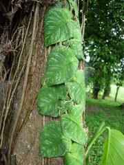 Image of Monstera dubia