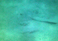 Pastinachus sephen