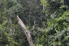 Berenicornis comatus