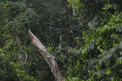 Berenicornis comatus