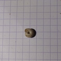 Backeljaia gigaxii