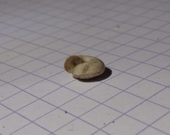 Backeljaia gigaxii
