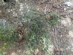 Veronica buchananii