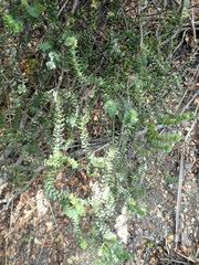 Veronica buchananii