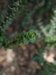 Veronica buchananii