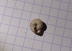 Backeljaia gigaxii