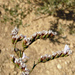 Acelga Seca Avejigada - Photo (c) Carlos Jiménez, algunos derechos reservados (CC BY-NC), subido por Carlos Jiménez