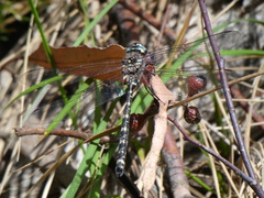 Austroaeschna atrata