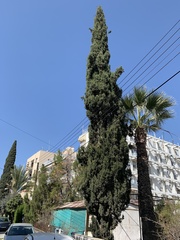 Cupressus sempervirens