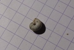 Backeljaia gigaxii