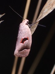 Acanthodela erythrosema