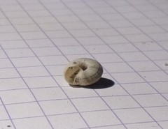 Backeljaia gigaxii