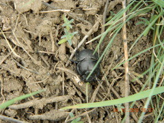 Lethrus apterus
